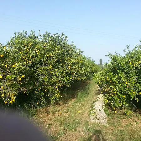 Farm stay A Lumia